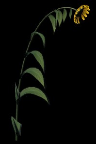 Blumen, 3D-Modellen