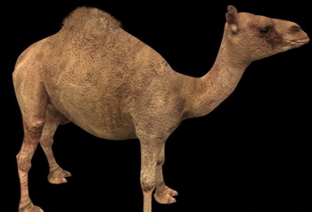 3D-Modelle