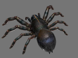 3D-Modell von Black Ants