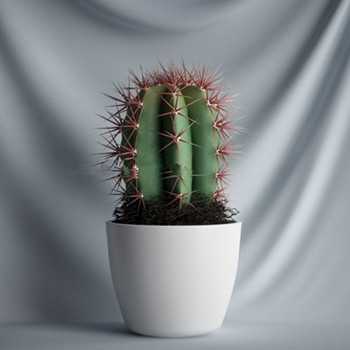 Cactus 3D-Modelle