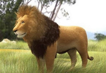 Afrikanischen Löwen 3D-Modell