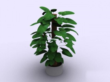 Startseite Bonsai 3D-Modelle