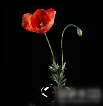 3D-Modell zu Hause Blumenschmuck