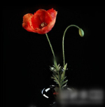 3D-Modell zu Hause Blumenschmuck