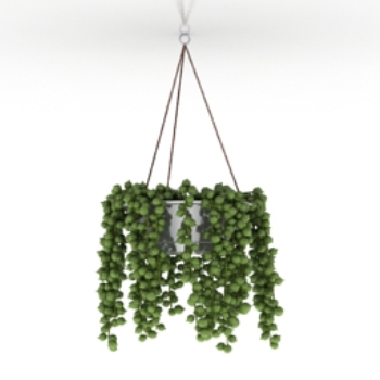 zarten Spinnen 3D-Modelle