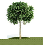 Schöne Bäume 3D-Modell