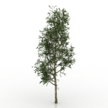 Kiefer 3D-Modelle