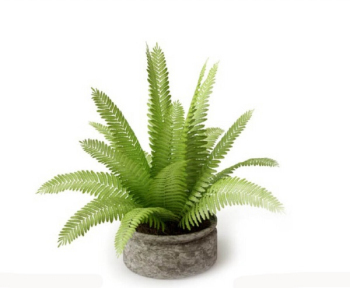 Indoor Topfpflanzen Sträucher 3D-Modell