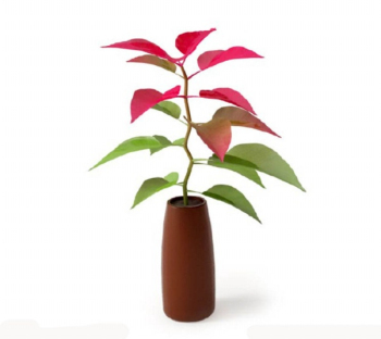 Plant 3D-Modell-Renderings