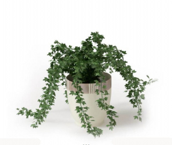 Grn Topfpflanze 3D-Modell