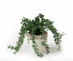 Grn Topfpflanze 3D-Modell