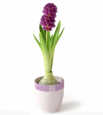 Hyacinth 3D-Anlagenmodell Design