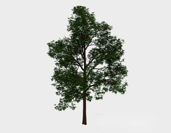 Wald grnen hohen Baum 3D-Modell