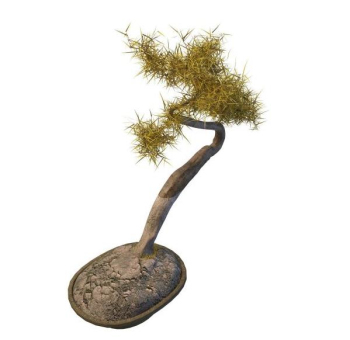 Outdoor gelb Nadelbaum Bonsai-Modell