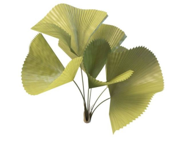 Ginkgo biloba Simulationsmodell