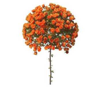 Sphärische Modell orange Rosen