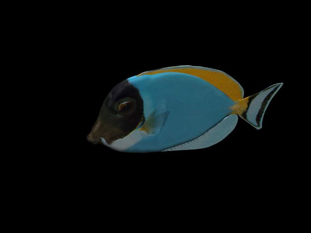 Download Kostenlose 3D-Modelle!