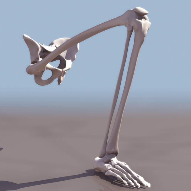 Download Kostenlose 3D-Modelle!