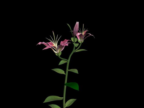 Download Kostenlose 3D-Modelle!