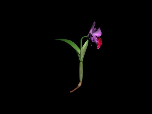 Download Kostenlose 3D-Modelle!
