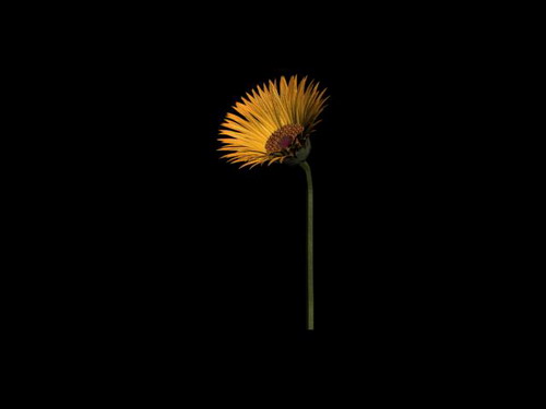 Download Kostenlose 3D-Modelle!