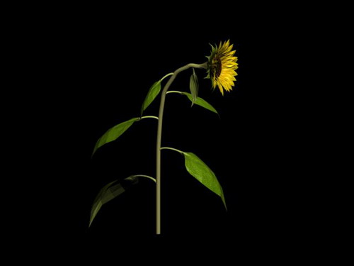 Download Kostenlose 3D-Modelle!