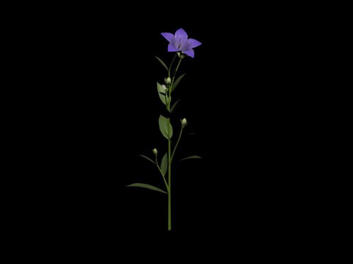 Download Kostenlose 3D-Modelle!