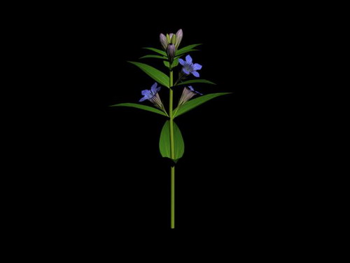 Download Kostenlose 3D-Modelle!