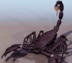 Skorpion Tiere  11