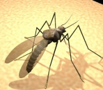 Mosquito Tiere  47