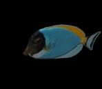 Tiere, Fische 56-3