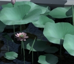 Lotus Blätter, Blten